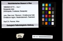 Foto (Objekt + Etiketten) von Decapoda indet. 